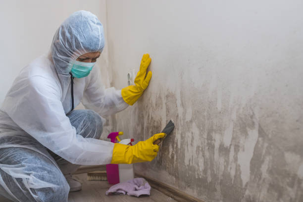 Best Biohazard Mold Removal  in North Falmouth, MA