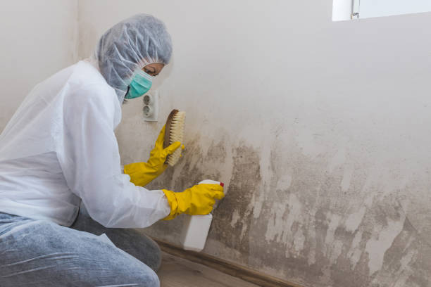 Best Mold Prevention Services  in North Falmouth, MA
