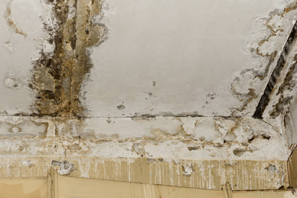Best Mold Remediation for Rental Properties  in North Falmouth, MA