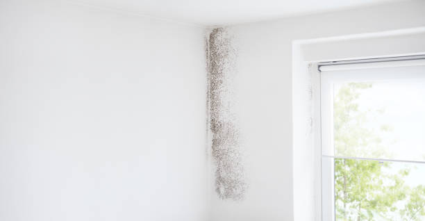 Best Post-Construction Mold Inspection  in North Falmouth, MA