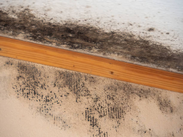 Best Mold Prevention Services  in North Falmouth, MA