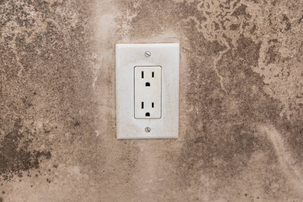 Best Attic Mold Removal  in North Falmouth, MA