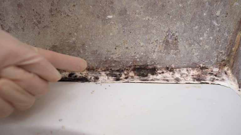 Environmental Consulting for Mold Prevention in North Falmouth, MA