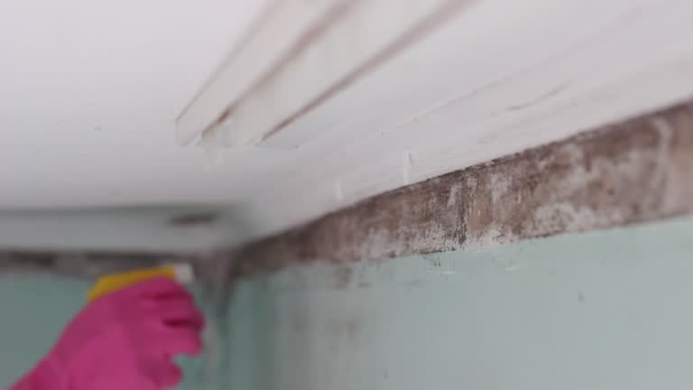 Best Mold Damage Restoration  in North Falmouth, MA
